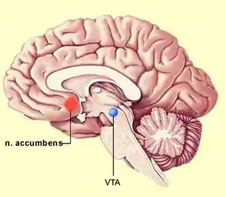 Ligging van de Nucleus accumbens