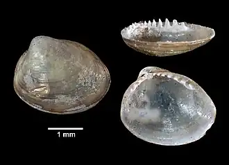 Ennucula delphinodonta