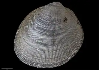 Nucula nitidulaformis