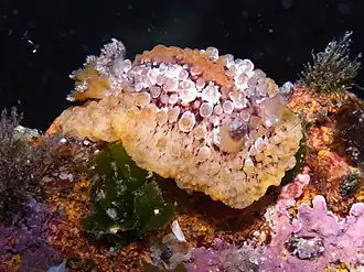 Hoplodoris nodulosa