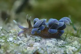 Phyllodesmium macphersonae