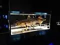 een opgezette coelacanth