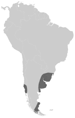 Overwinteringsgebied eskimowulp