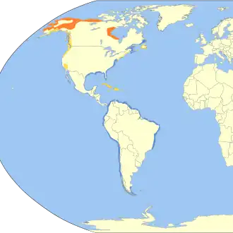 Amerikaanse regenwulp