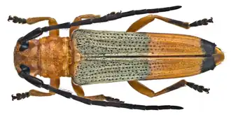 Nupserha variabilis