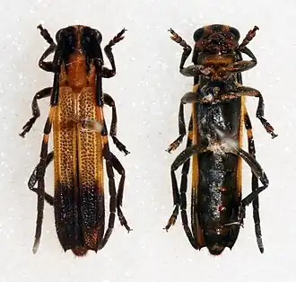 Nupserha vitticollis