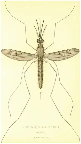 Anopheles maculipennis