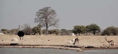 Struisvogel en springbok bij een drinkplaats