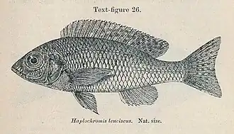 Nyassachromis leuciscus