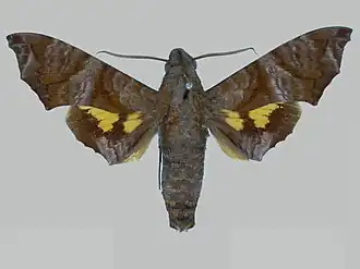 Nyceryx coffaeae