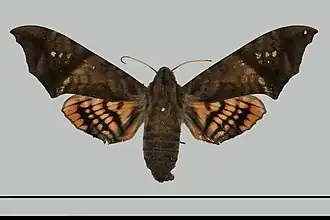 Nyceryx hyposticta