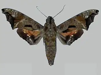 Nyceryx lunaris