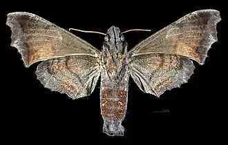 Nyceryx magna ♀ △