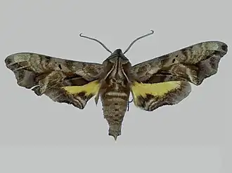 Nyceryx nephus