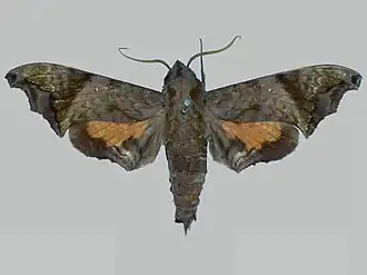Nyceryx nictitans