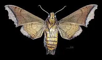 Nyceryx stuarti ♀ △