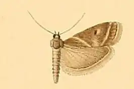 Nyctegretis