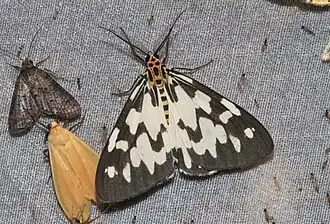 Nyctemera ludekingii