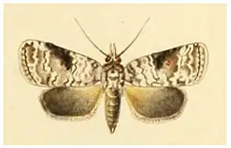 Nycteola mauritia