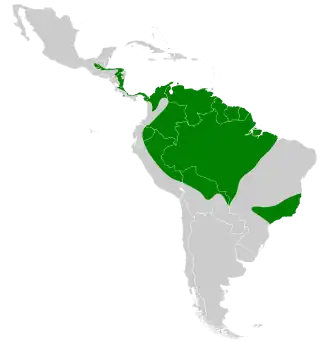 Vale reuzennachtzwaluw