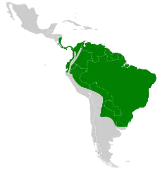 Grijze reuzennachtzwaluw