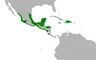 Noordelijke reuzennachtzwaluw