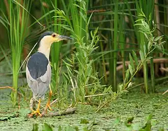 De kwak (Nycticorax nycticorax) behoort tot de broedvogels van de Donaudelta.