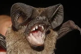 Nyctinomops aurispinosus