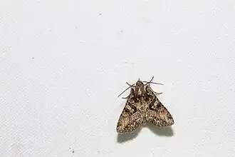 Nyctycia plagiogramma