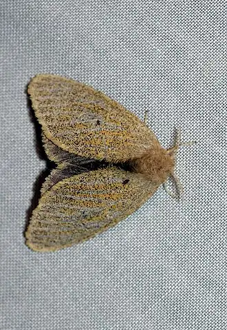 Nygmia semifumosa