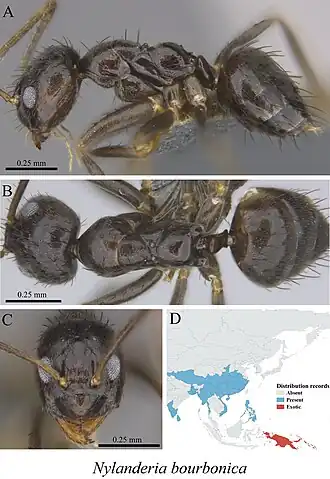 Behaarde langsprietmier
