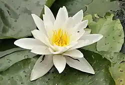 Nymphaea alba, witte waterlelie