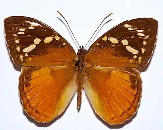 Aterica rabena
