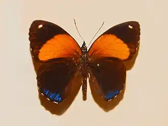 Callicore eunomia