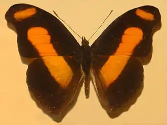 Catonephele sabrina