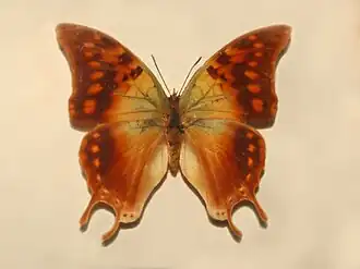 Charaxes candiope