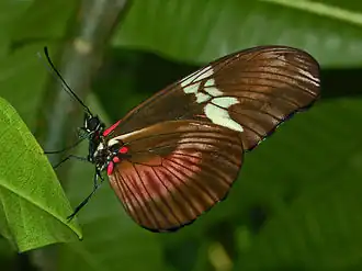 Heliconius hortense