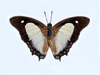 Polyura hebe