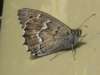 Hipparchia wyssii