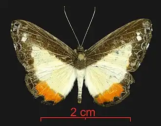 Nymphidium haematostictum