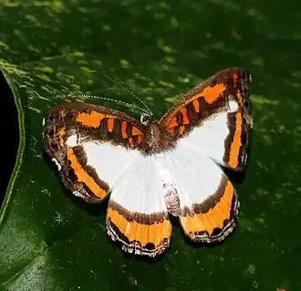 Nymphidium plinthobaphis