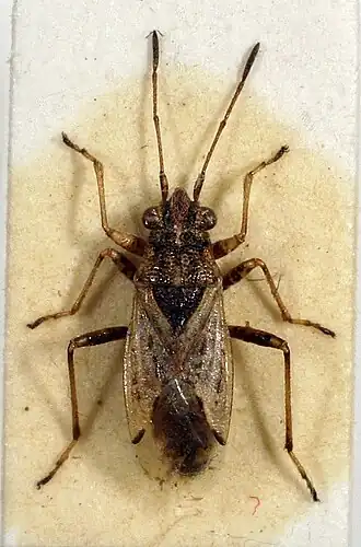 Nysius ericae