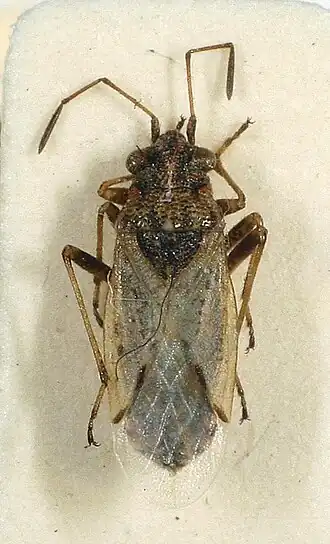 Nysius thymi