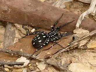 Nyssus albopunctatus