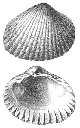 Cerastoderma hostiei