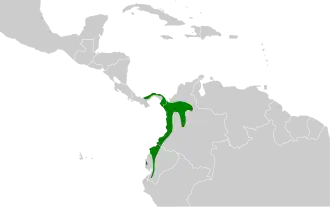 Gebandeerde baardkoekoek