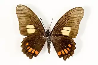 Mimoides harmodius