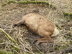 Vos markeert hert met uitwerpsel