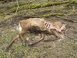 Kadaver wordt leeggegeten