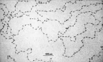 Gedespiraliseerd DNA, waarbij de DNA-keten rond eiwitten is gewonden als kralen aan een ketting